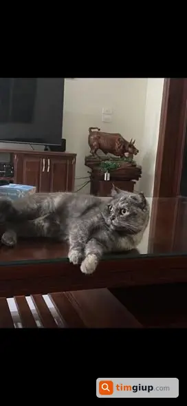 Tìm mèo xám trắng đuôi gập lạc tại ngõ 510 Ngọc Hồi