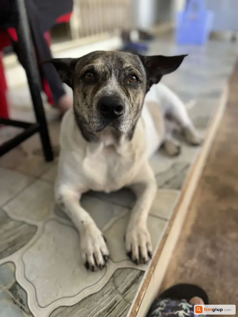 Tìm chó cỏ lai tên Đô thất lạc tại Long Khánh