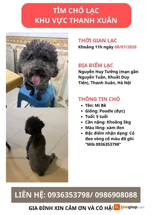 Tìm Chó Poodle Thất Lạc Khu Vực Nguyễn Huy Tưởng, Thanh Xuân