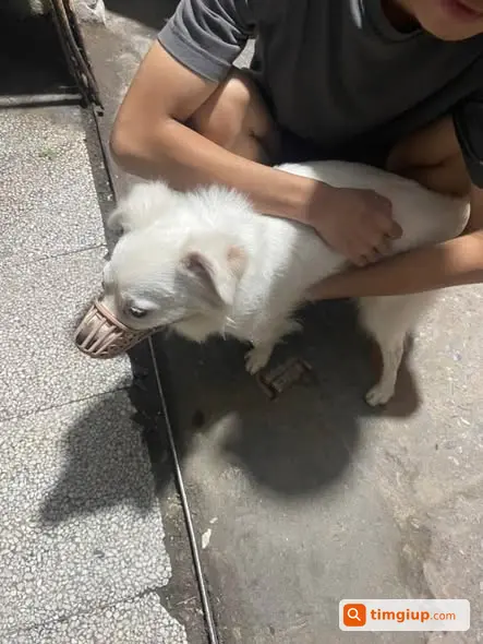 Tìm Chủ Bé Đi Lạc Tại Khu Tập Thể A6 Giảng Võ, Hà Nội