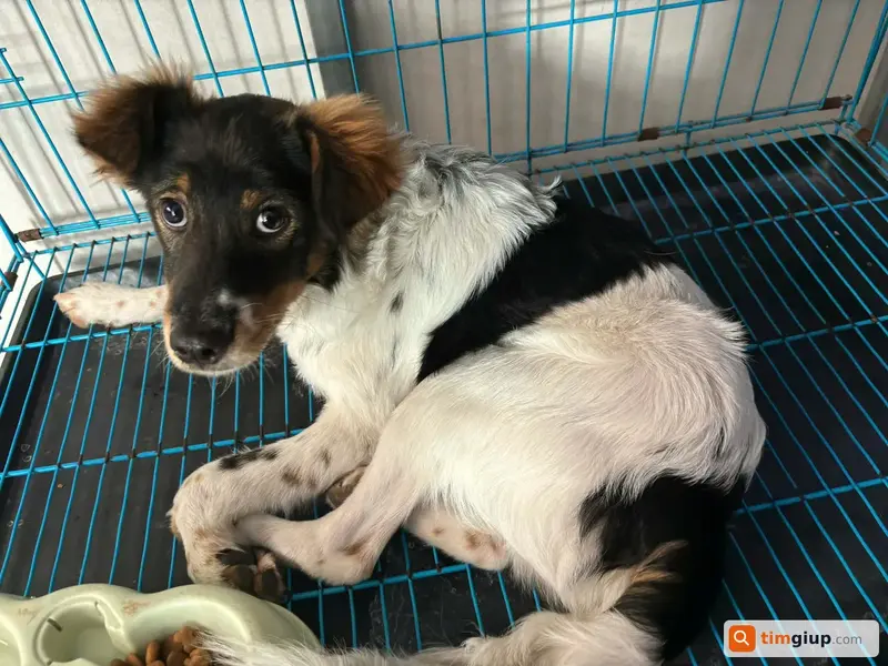 Tìm chó cỏ tên Gấu thất lạc tại Thạnh Lộc, Quận 12, TP.HCM