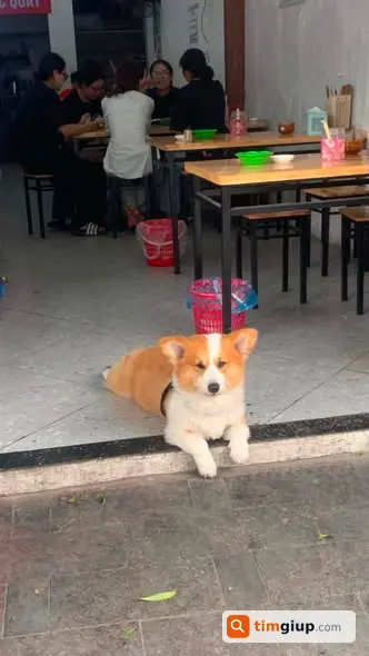Tìm Chó Corgi Đực Money Thất Lạc Tại Xã Đàn, Đống Đa
