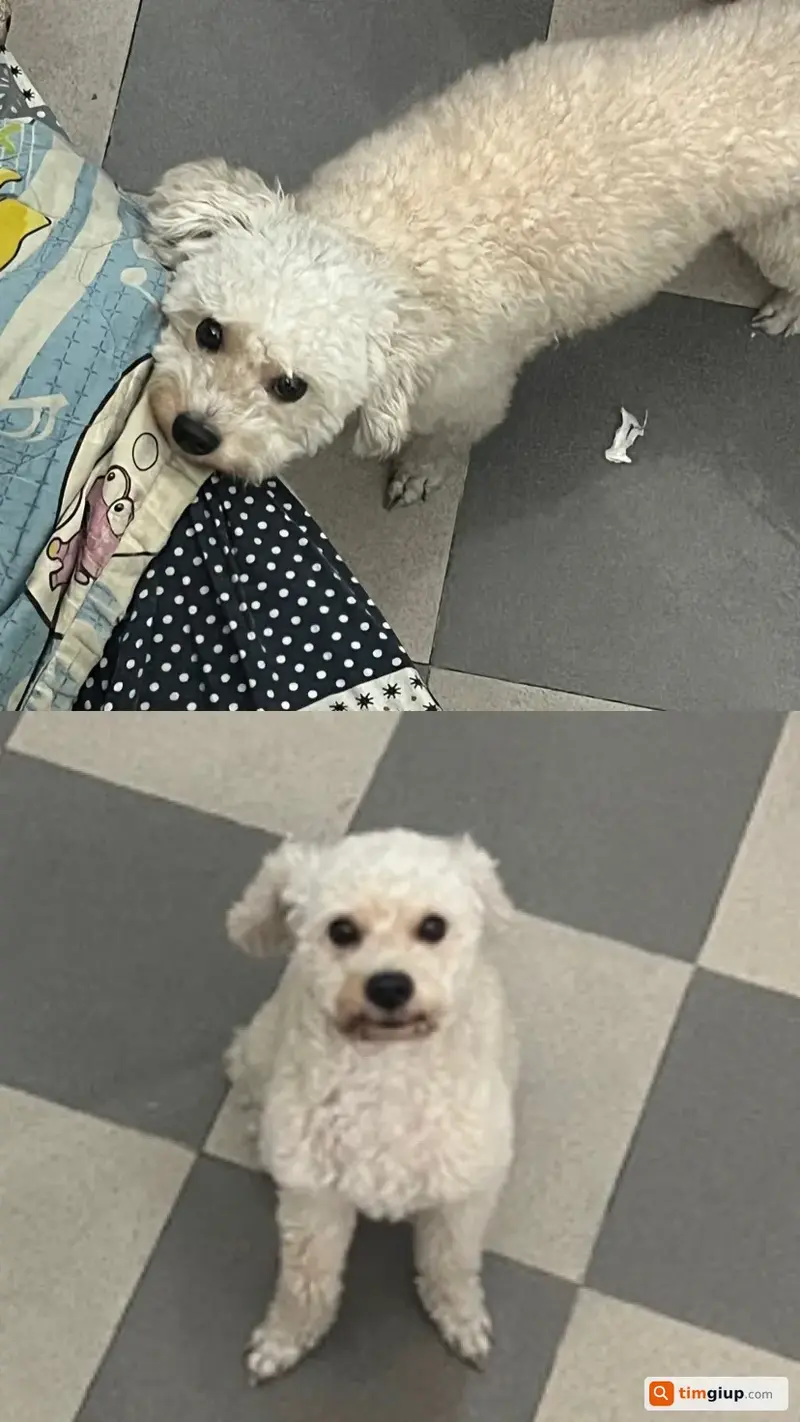 Tìm chó lạc tên Gold tại Quận Tân Bình, TP.HCM