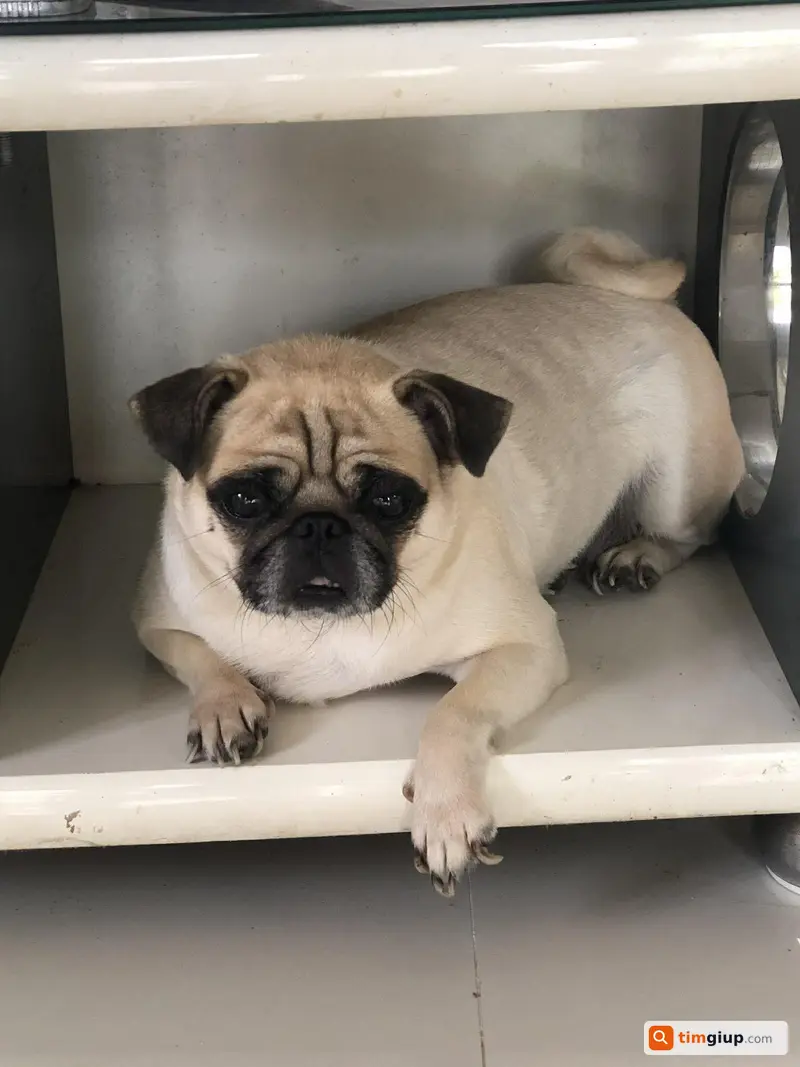 Tìm chó Pug tên Bắp 8 tuổi lạc tại Võ Văn Kiệt Vũng Tàu