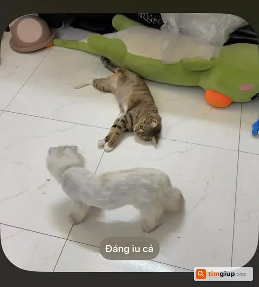 Ảnh 2