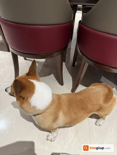 Tìm chó Corgi Tô Gô lạc khu Nam Long, D2A–D7, TP.HCM