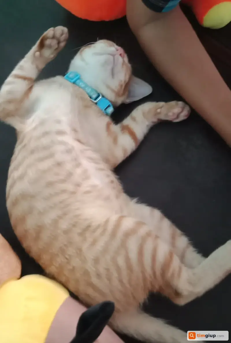 Tìm mèo ta tên Kem bị lạc tại Cần Đước, Long An