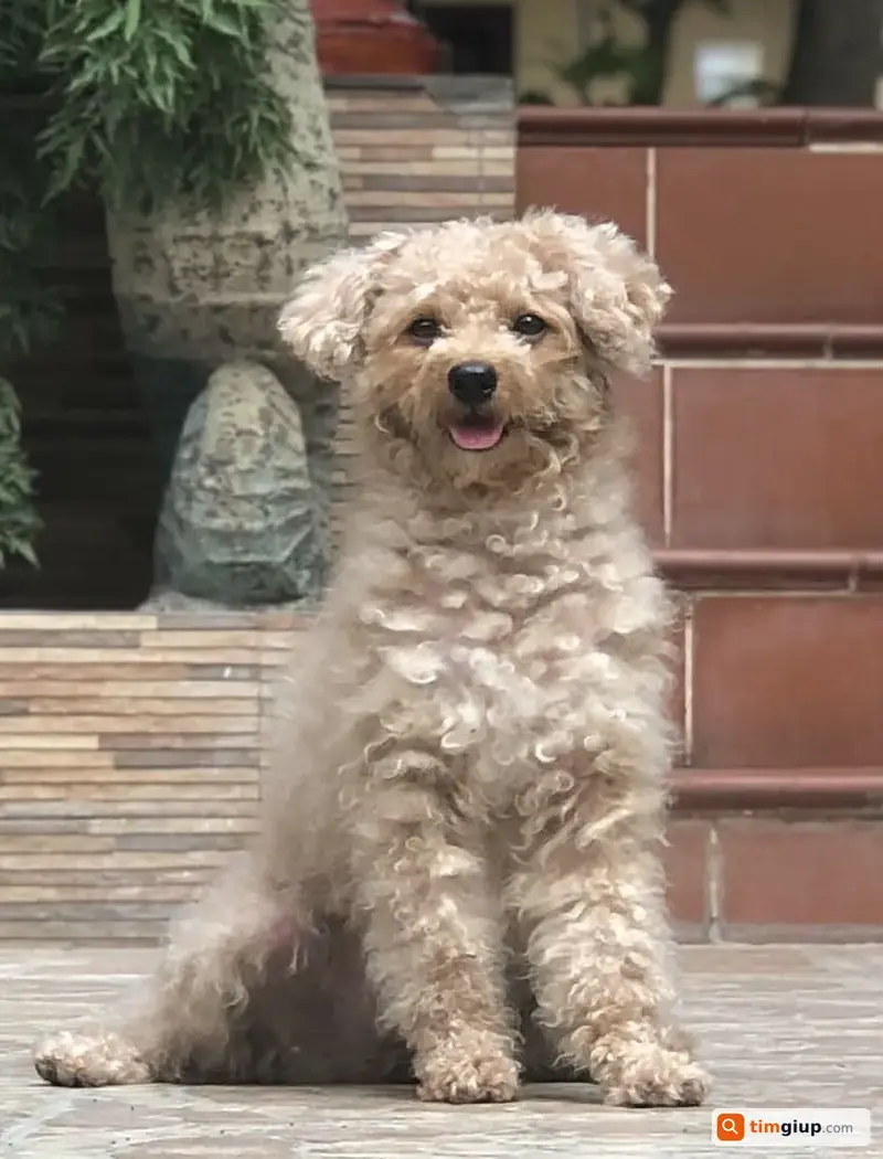 Tìm bé chó Poodle tên Happy thất lạc tại Phan Thiết, Bình Thuận