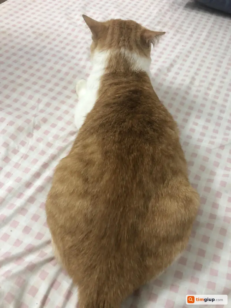 Ảnh 2