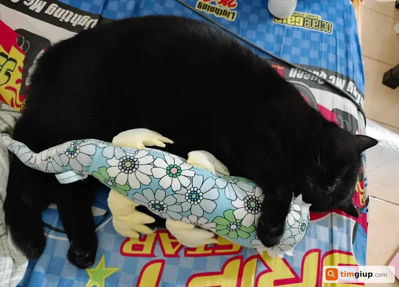 Tìm mèo Anh lông ngắn màu đen tên Kin lạc tại Quận Thanh Xuân, Hà Nội