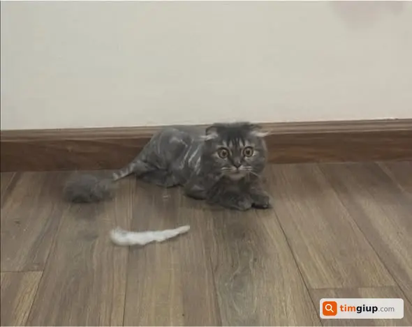 Tìm mèo cái tên Xám lạc khu vực Cát Linh - Hào Nam