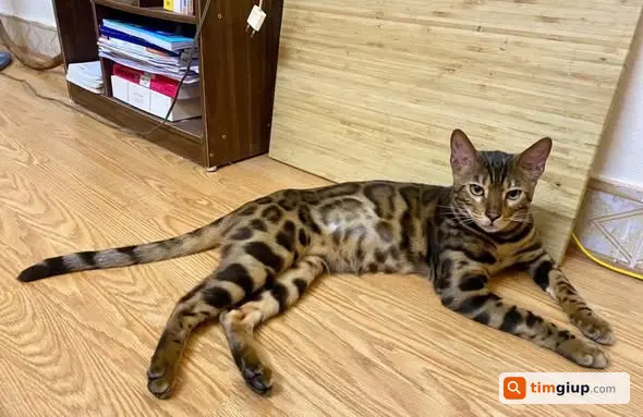 Tìm mèo Bengal thất lạc khu vực Hồ Ba Mẫu ngày 14/5