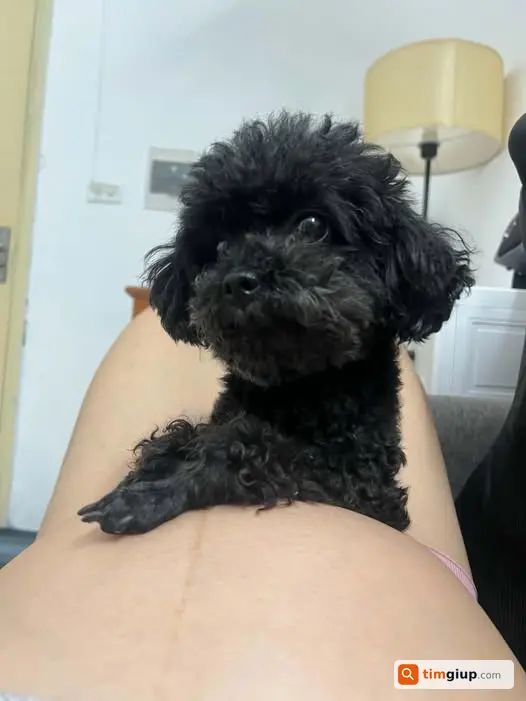 Tìm chó Poodle đen lạc khu vực Giải Phóng - Trường Chinh