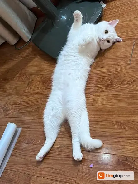 Ảnh 3