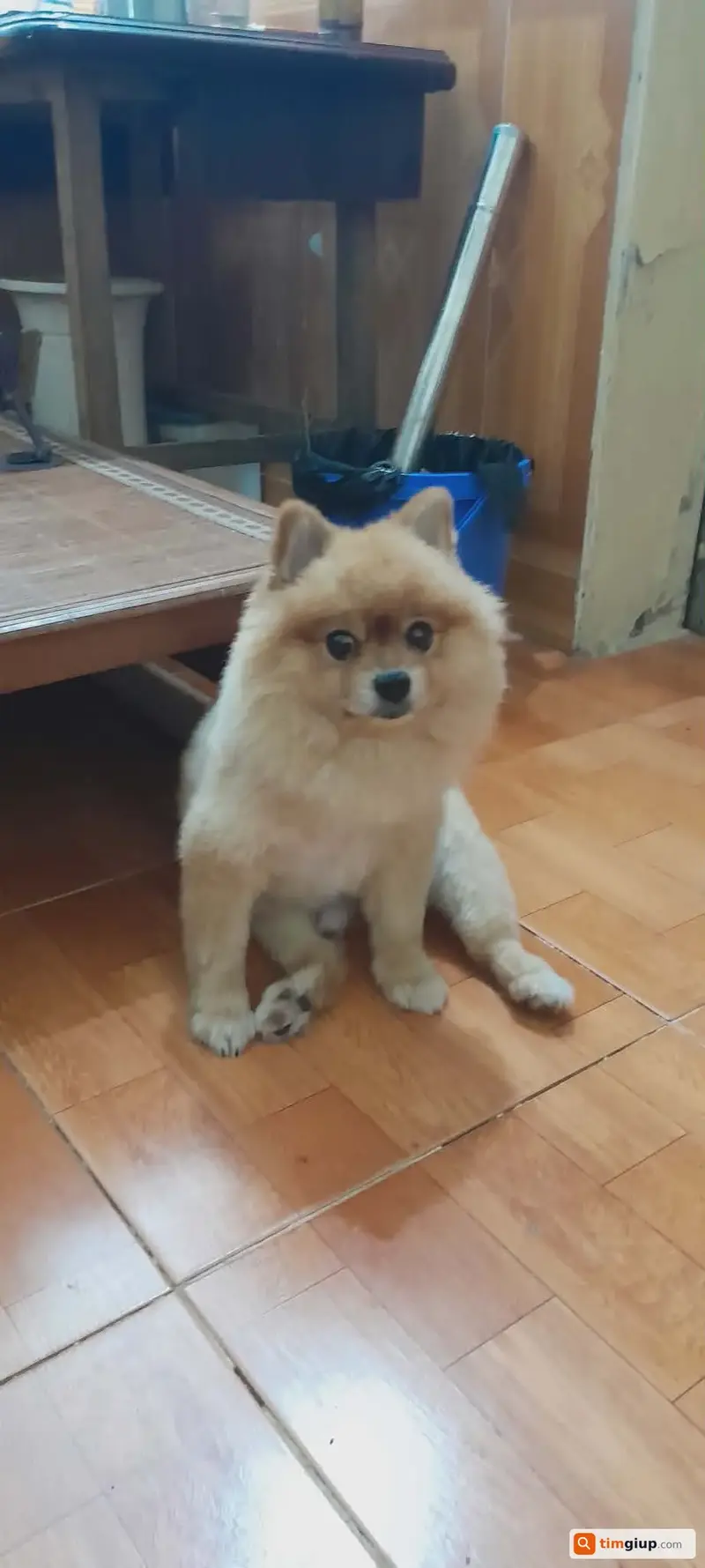 Tìm chú chó Phốc Sóc thất lạc tại Long Biên, Hà Nội