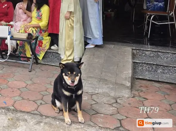 Tìm chó thất lạc tại cây xăng Ngã Tư Vọng, Hà Nội