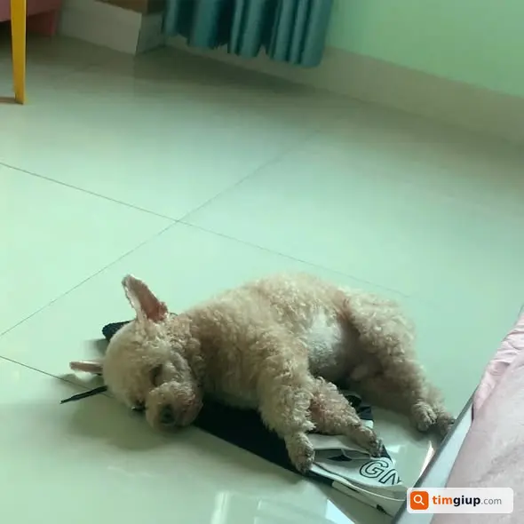 Tìm chó đực màu kem mới phẫu thuật lạc tại Hoài Đức, Hà Nội