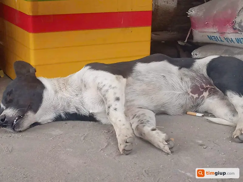 Tìm chó cỏ cái tên Đốm lạc tại Trà Nóc, Cần Thơ