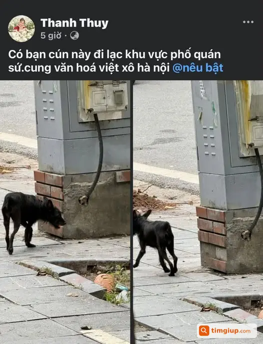 Chó Nhà Em Đi Lạc, Mong Mọi Người Giúp Tìm Bé Về Nhà