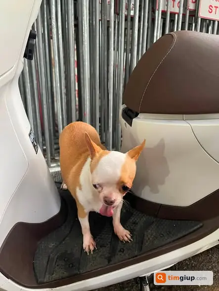 Tìm Chó Chihuahua Thất Lạc Từ Sáng Tại Hoàn Kiếm, Hà Nội