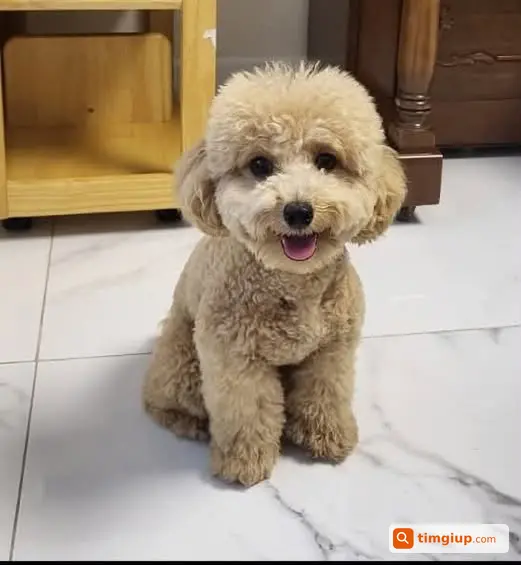 Tìm Chó Poodle Cái Thất Lạc Tại Kang Nam Ngày 31-7