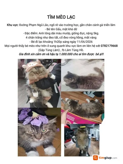 Tìm mèo mướp lông dài 4 chân trắng khu Phạm Ngũ Lão, Hải Dương cũ