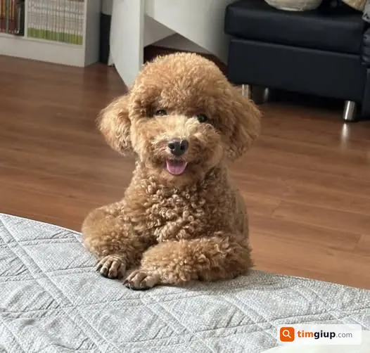 Tìm mèo Mì đi lạc gần Tam Bình, Hiệp Bình, TP Thủ Đức