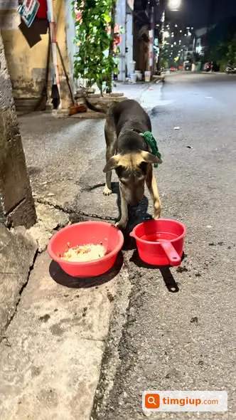 Chó Lai Ta Đeo Dây Xích Lạc Vào Khu Đô Thị Việt Hưng