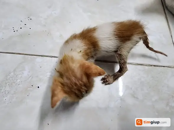Xin Đồ Ghép Đàn Cho 2 Mèo Sữa Mồ Côi Tại Trần Khát Chân, Hà Nội