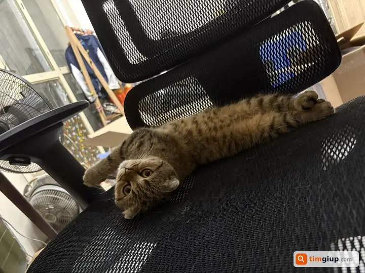 Tìm mèo mướp nâu tai cụp thất lạc tại khu vực Bạch Mai