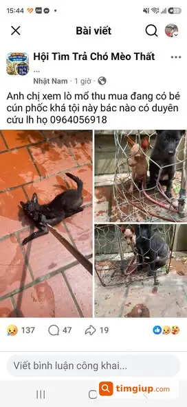 Cảnh Báo Lừa Đảo Dùng Ảnh Chó Cứu Hộ Để Kêu Gọi Tiền