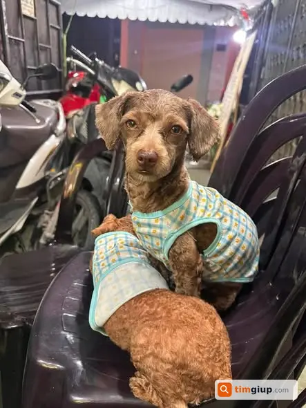 Tìm Chó Poodle Lai Thất Lạc Tại Võ Thành Trang, Tân Bình