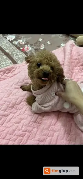 Tìm chó Poodle nâu thất lạc tại hồ Hoàng Cầu, Hà Nội