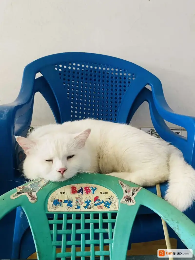 Tìm mèo trắng tên Nụ thất lạc tại Long Xuyên, An Giang