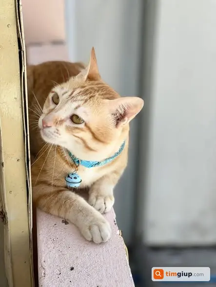 Tìm mèo thất lạc đeo vòng cổ xanh tại Trần Phú, Rạch Giá