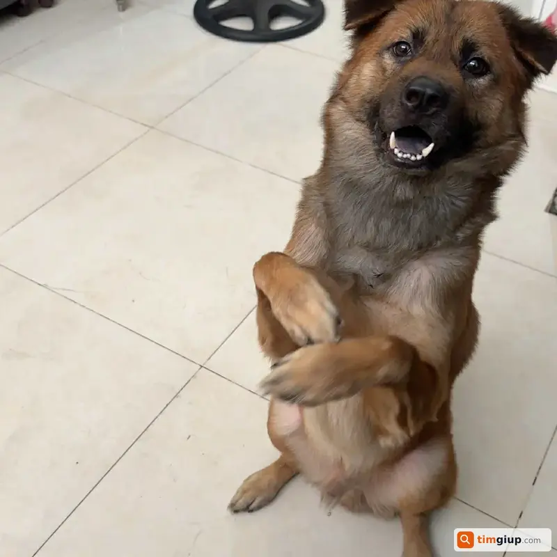 Tìm chú chó tên Leo thất lạc tại Quận Bình Thạnh, TP. Hồ Chí Minh