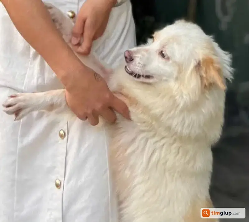 Tìm chó cỏ lai Phốc tên Mướp bị bắt tại Tuy Phong, Bình Thuận