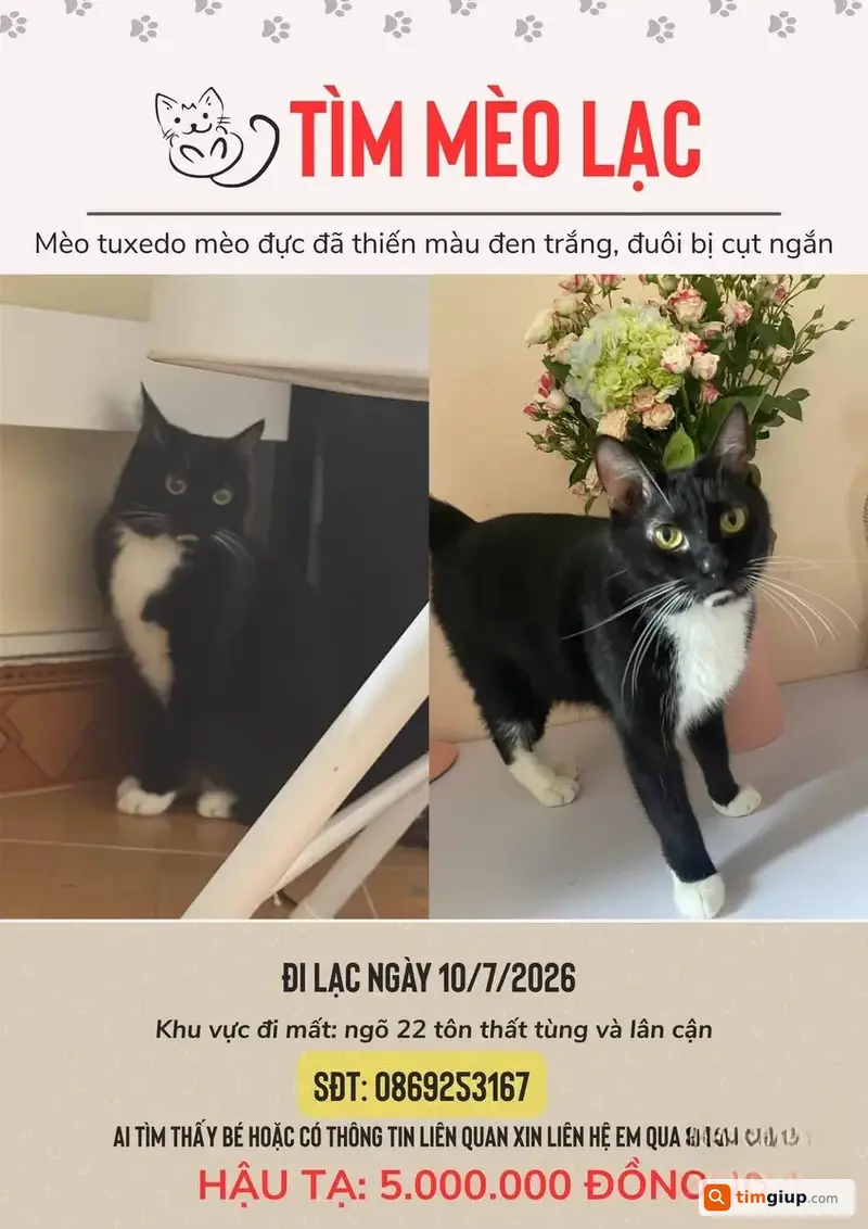 Tìm Mèo Thất Lạc Py Giống Tuxedo Tại Đống Đa, Hà Nội