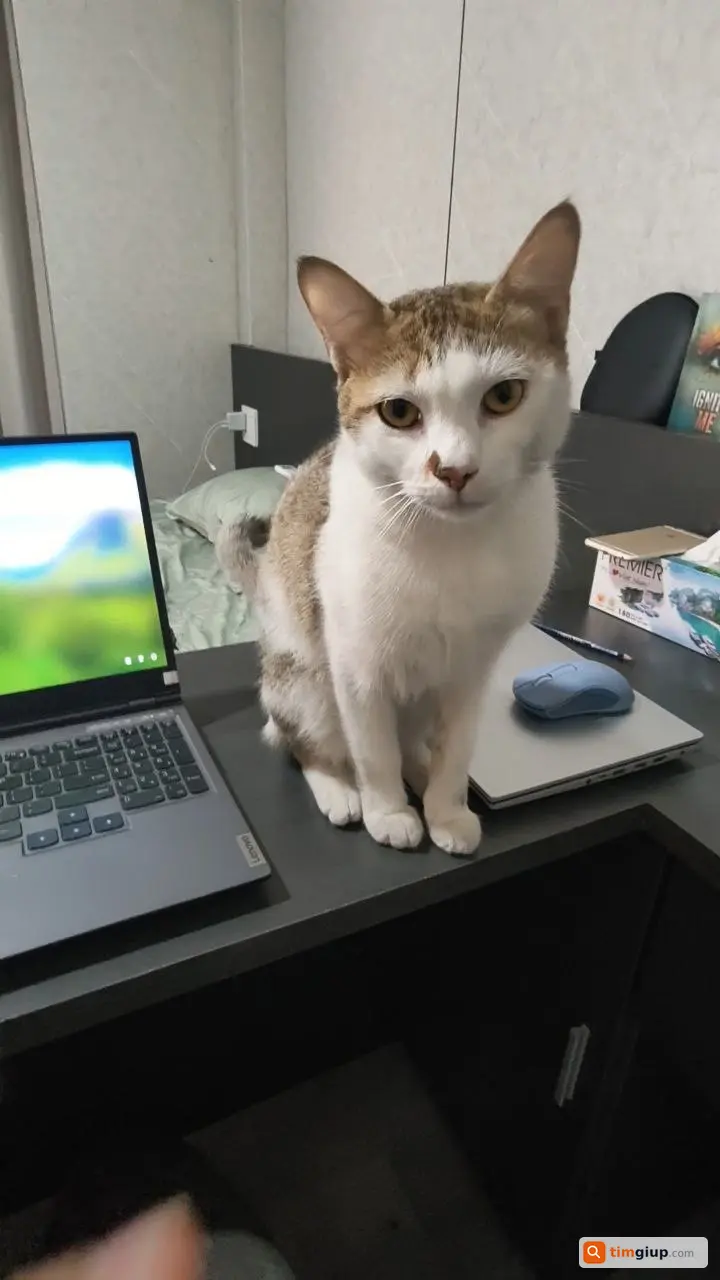 Tìm mèo ta đực tên Ru có đốm mũi lạc Bình Tân TP.HCM