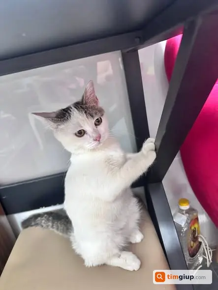 Tìm Thú Cưng Thất Lạc Tại Ngõ 20 Mỹ Đình, Hà Nội