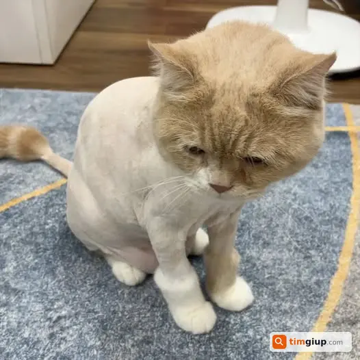 Tìm Mèo Thất Lạc Mèo Vàng Kem Đã Cạo Lông Tại Xuân Đỉnh, Hà Nội
