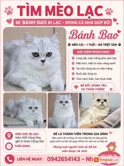 Mèo Cái Lông Trắng Thất Lạc Tại Hẻm 459 Cộng Hòa