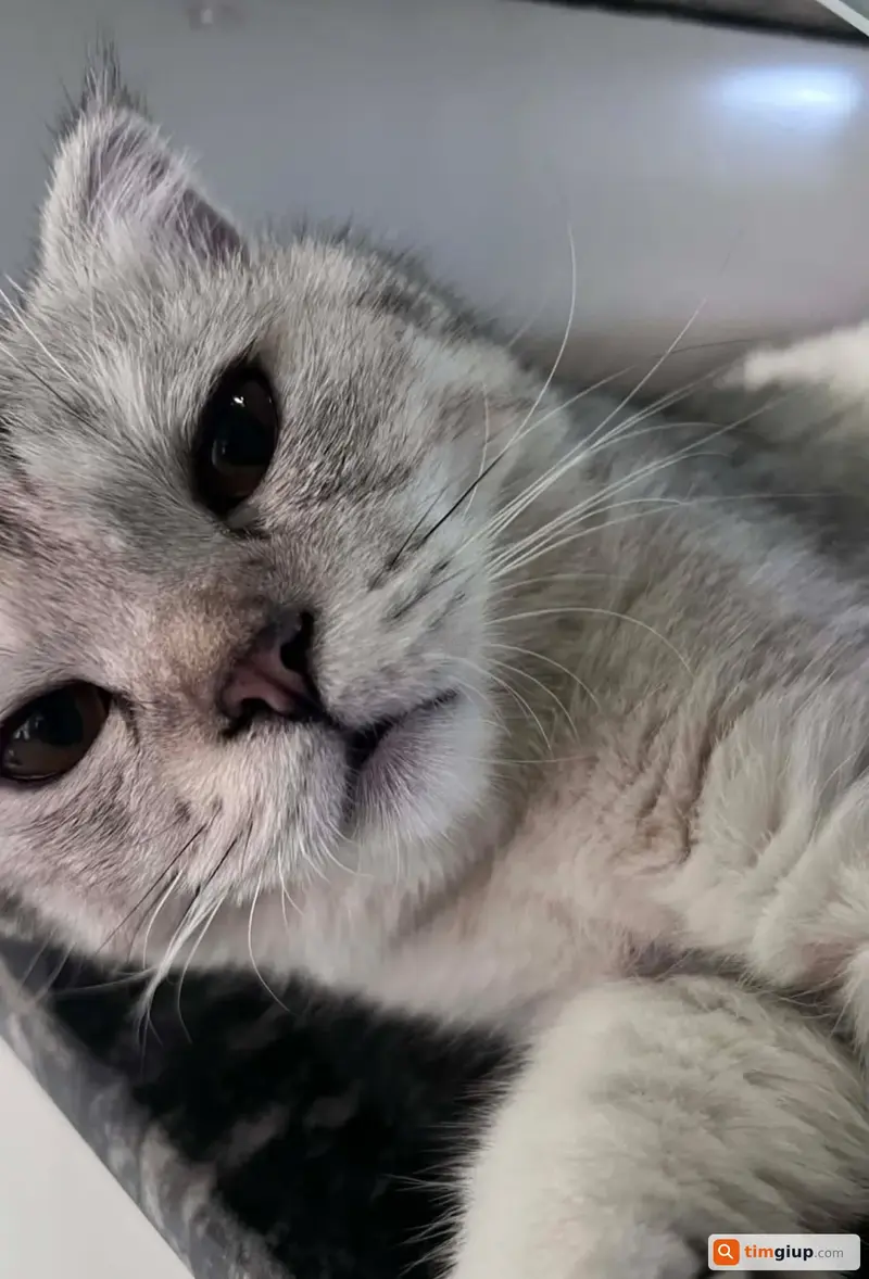 Tìm mèo lạc tên Jennie tại Quận 12, TP. Hồ Chí Minh