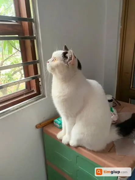 Tìm mèo tên Trắng lạc tại Phúc Thịnh, Đông Anh Hà Nội