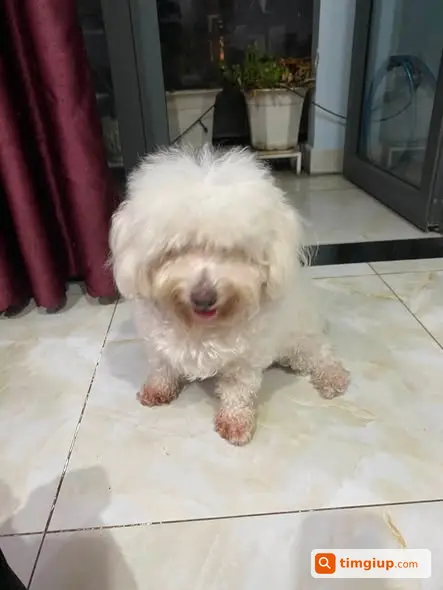 Chó Poodle Lai Tên Mận Thất Lạc Tại Tam Bình, Thủ Đức