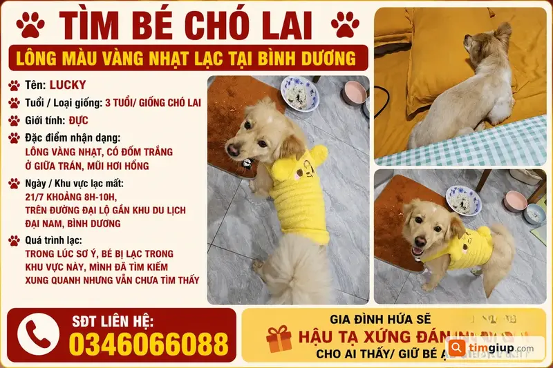 Tìm Chó Lai Lông Vàng Nhạt Thất Lạc Gần Đại Nam, Bình Dương