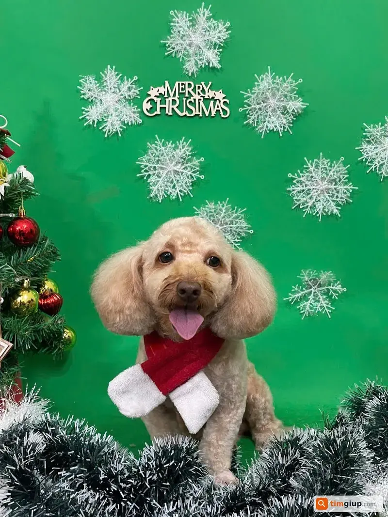 Tìm bé chó Poodle giống đực bị lạc tại Quận Bình Tân, TP.HCM