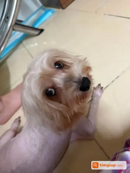 Tìm Chó Poodle Lai Thất Lạc Tại Hoàn Kiếm, Hà Nội