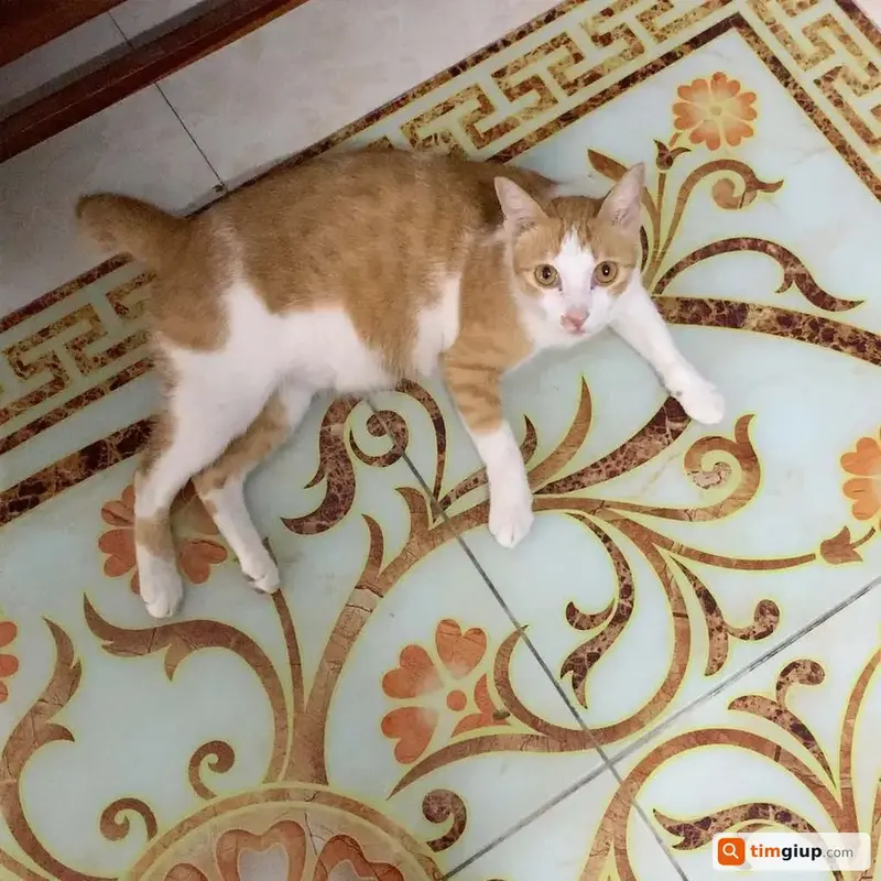 Tìm mèo tên Muối thất lạc tại huyện Nhà Bè, TP. Hồ Chí Minh