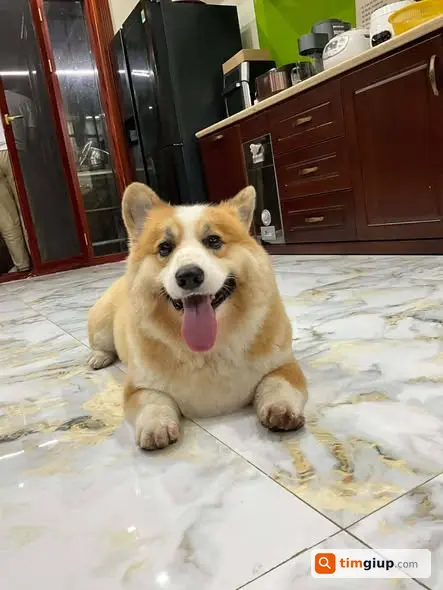Tìm Chó Corgi Đực Thất Lạc Tại Green Park Việt Hưng Long Biên